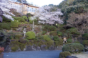 満開の桜