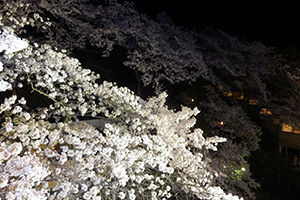 満開の夜桜